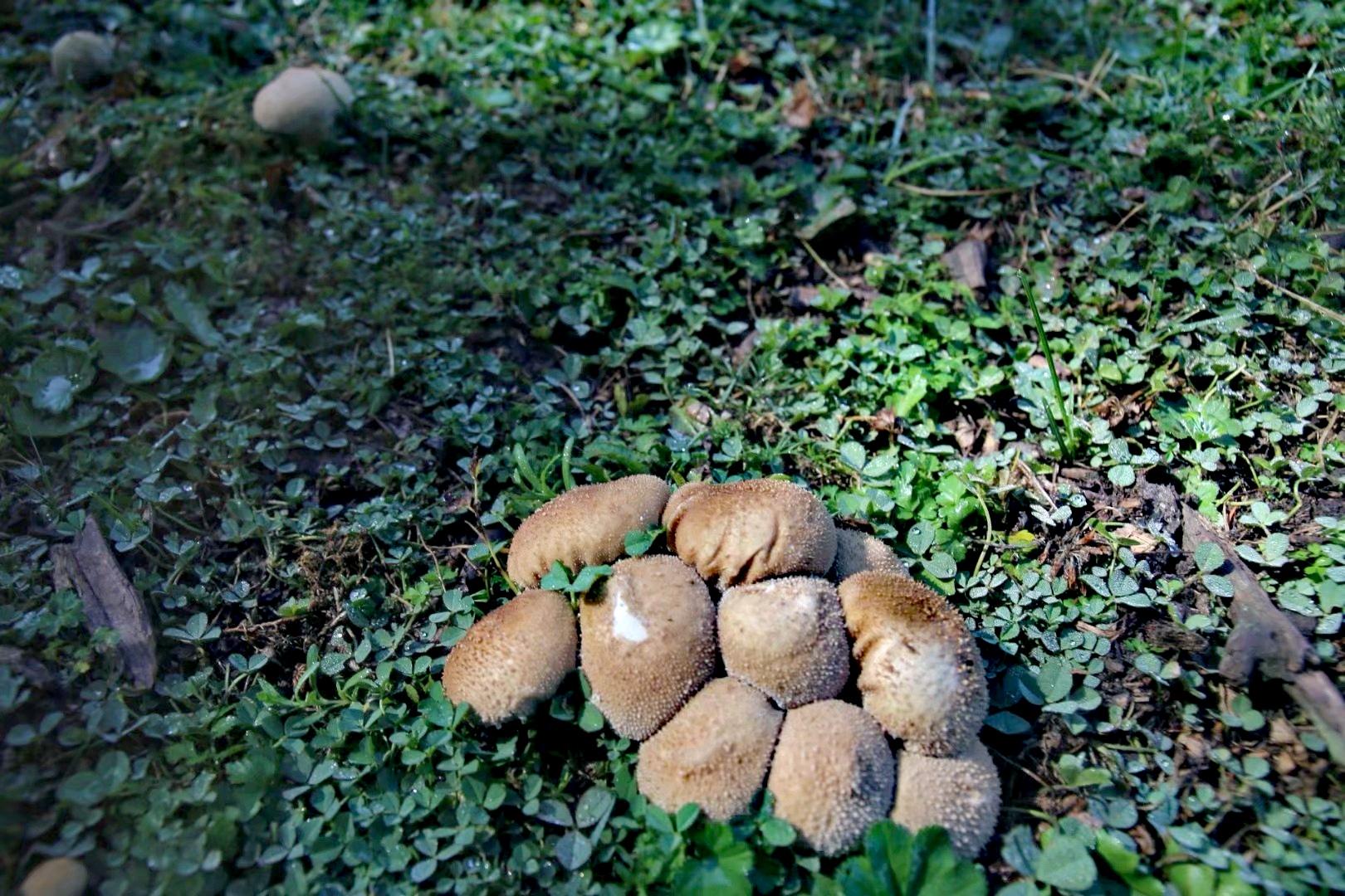 干鹿茸菇，适量摄取更益健康，过量食用不宜