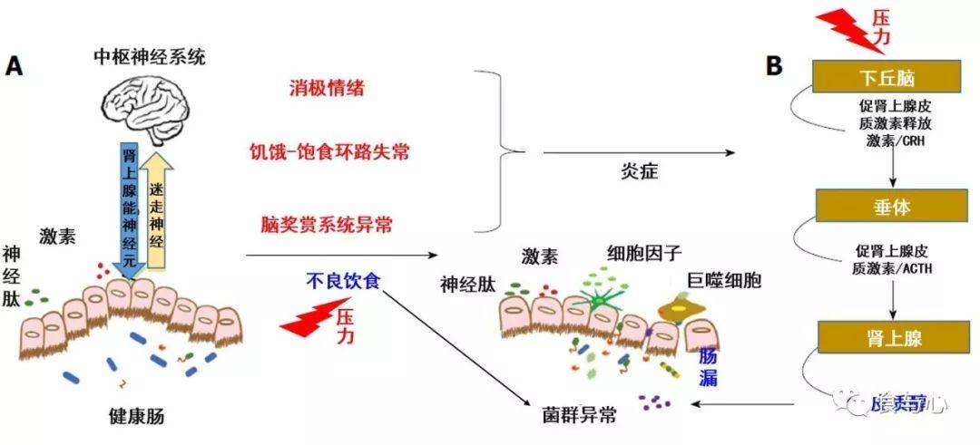 肠道病毒与食物成瘾有关，一项新研究揭示两者之间的关联