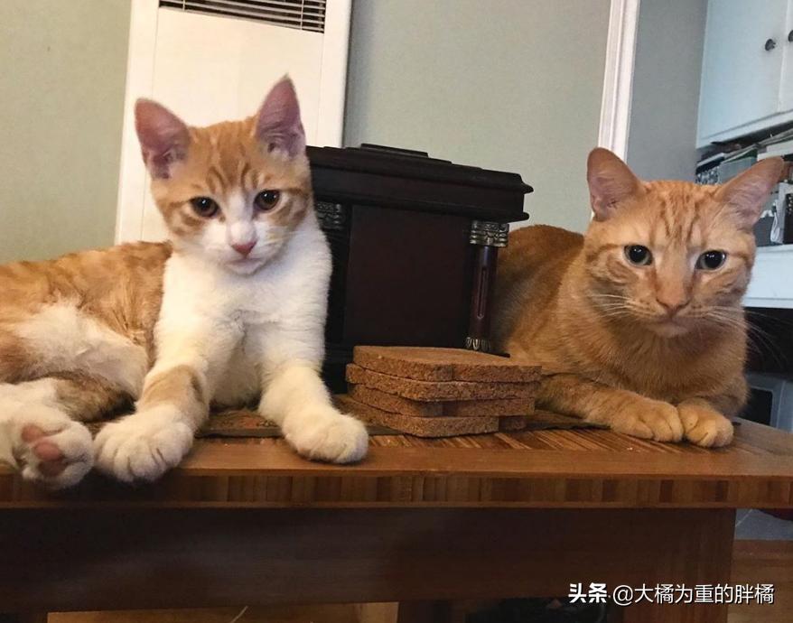 大猫送别小猫，心情解析