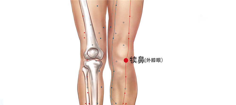 内外犊鼻穴位奥秘揭秘，准确位置图与作用探讨