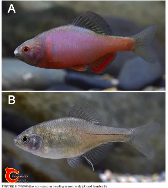 鳑鲏，正确读音与生物特性深度解析