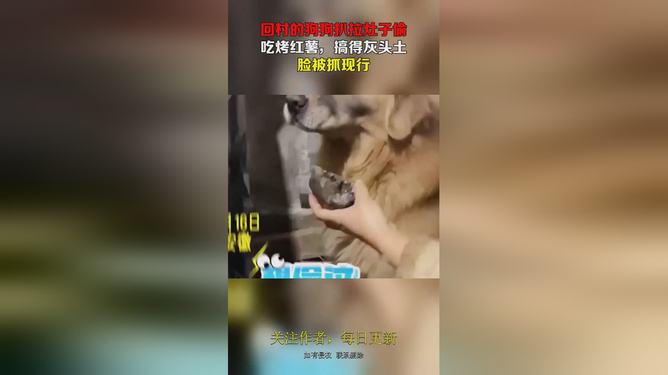 抓灰现象揭秘，新词汇背后的含义与探索