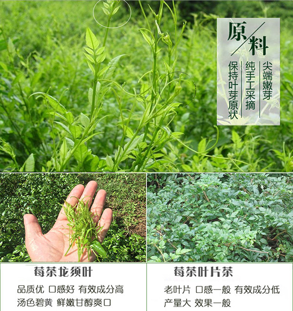 莓茶的作用、功效与禁忌事项概述