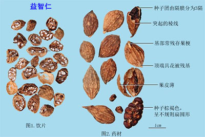 益智仁，功效与作用的全面解析