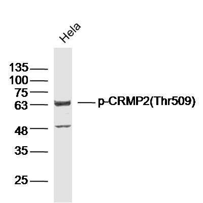 014904.cσm查询,开奖,科学研究解析说明_PT72.408