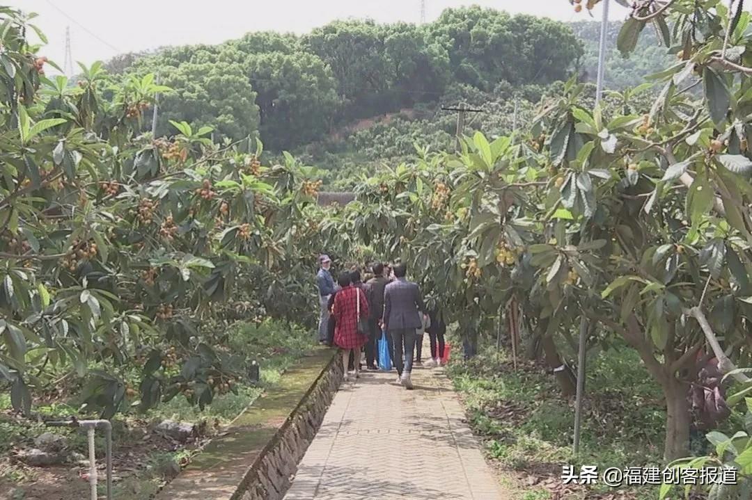 福州村民果树被砍光，上百棵果树一夜消失