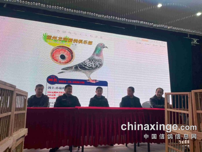 科技融合传统，翱翔竞技梦想，2024年鸽网赛事直播盛大开启