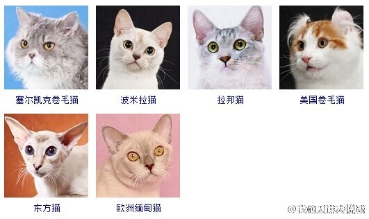 猫的品种，多样性与独特魅力探索